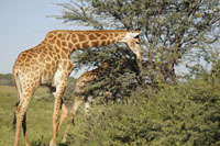Safari Holiday to Botswana